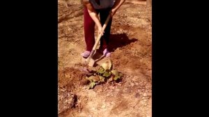 Дача, село Георгиевка, Локтевский район, Алтайский край