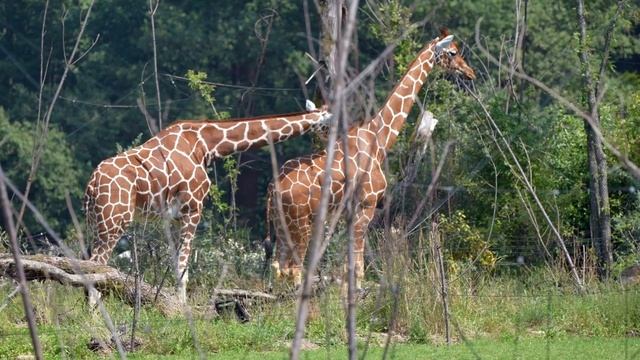 Ритм африканских там-тамов. Звуки африканского барабана смотреть онлайн