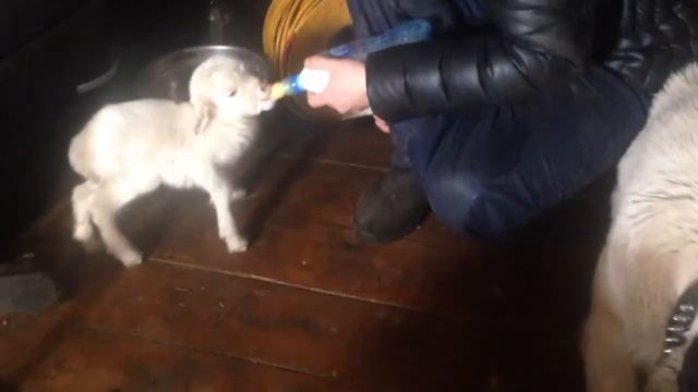 Новорожденный козленок смотреть онлайн