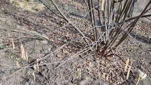 Фундук и фундук Трапезунд цветение 2024год . Размножение .