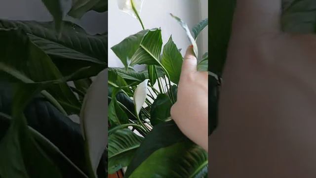 #антуриум #красота смотреть онлайн