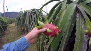 Вьетнам. Как растёт питахайа?!