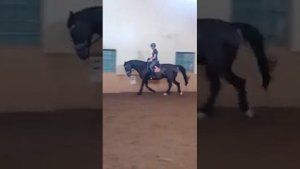 Видеоурок о посадке для начинающих всадников    #конныйспорт #лошади #выездка #купитьлошадь