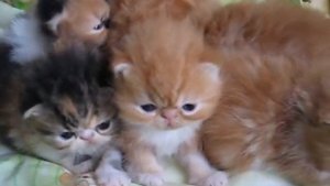 Котята экзоты 2 недели
