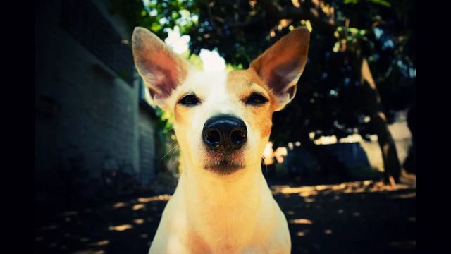 Nikon D3300 Sample photos kit 18 -55 VR II смотреть онлайн