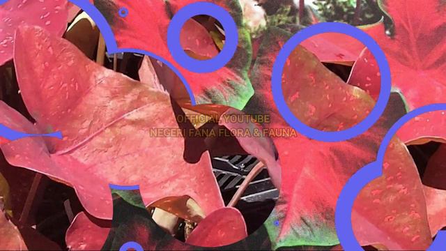 36 JENIS KELADI HIAS II 36 KINDS OF CALADIUM PLANTS смотреть онлайн