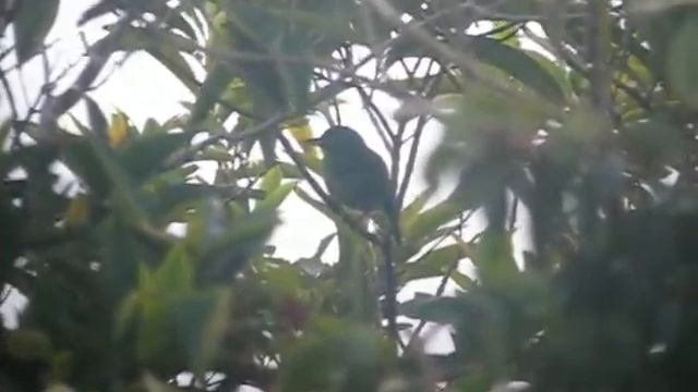 Green Shrike-Vireo смотреть онлайн