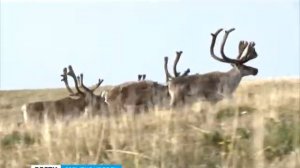 Учет дикого северного оленя на Таймыре