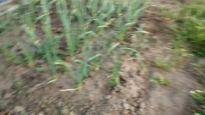 Занялась клумбой возле подъезда.Идеи и реальность.