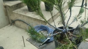 стрижка ниваки из сосны горной .часть 2