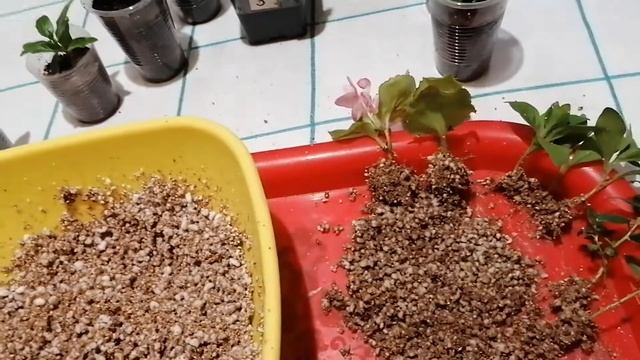 Супер смесь для черенкования!!! смотреть онлайн