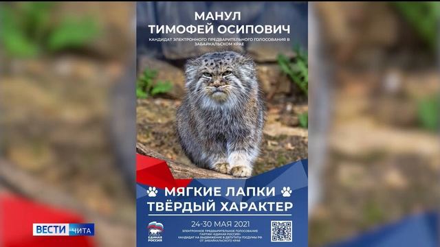 Кот манул планирует принять участие в предварительном голосовании смотреть онлайн