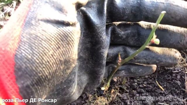 Уход за РОЗАМИ весной. Добавьте это в апреле мае для пышного цветения роз! / Распаковка после зимы