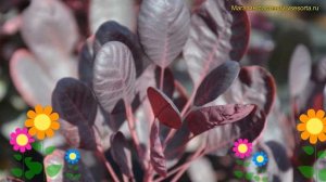 Скумпия кожевенная Лилла. Краткий обзор, описание характеристик cotinus coggygria Lilla