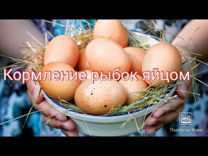 Кормление гуппи и мальков яйцом
