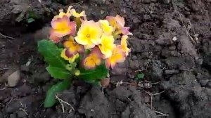#сад #цветы #примулаХамелеон /  Примула  гибридная Хамелеон ( лат. primula - hybrida Chameleon)