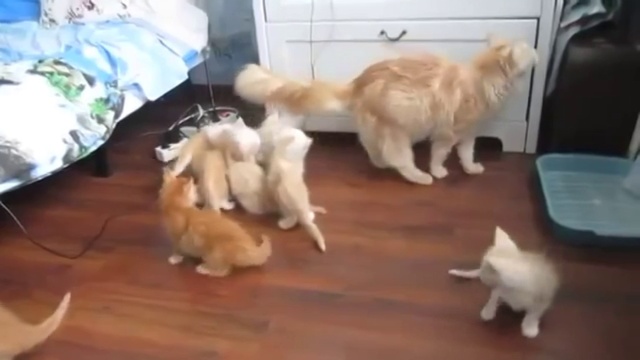 СМЕШНЫЕ ЖИВОТНЫЕ ПОДБОРКА