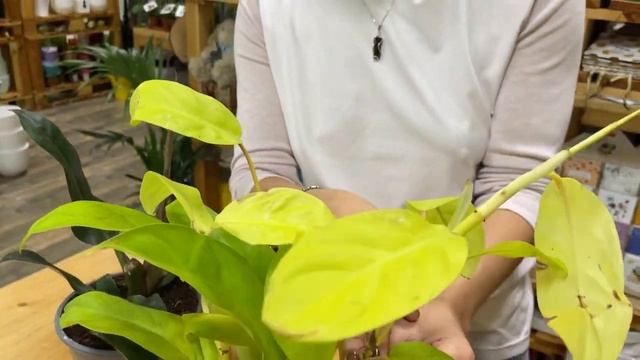 Филодендрон Малай Голд - яркая солнечная лиана | Как размножать филодендроны