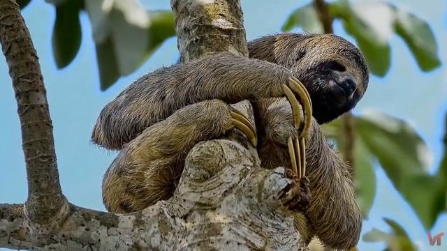 Трехпалые ленивцы (лат. Bradypus tridactylus)