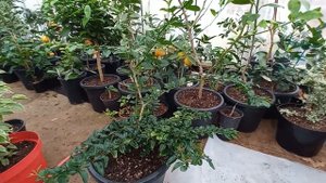 Трифазия трифолия - родственник цитрусовых.