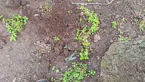 Выкапываем танк Tiger-1 из пластилина.