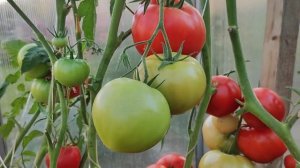 Мои томаты без фитофторы и кладоспориоза всегда ! Удалять листья или нет ? Рассказываю .