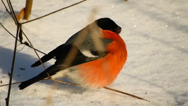 Обыкновенный снегирь (Звычайны гіль) и солнечный, морозный денёк. смотреть онлайн