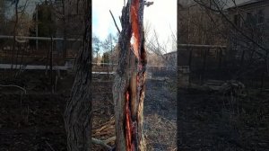 Как удалить пень и старый ствол яблони, методом выжигания