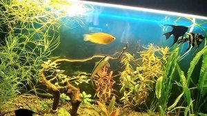 Рекомендации по содержанию аквариумов.