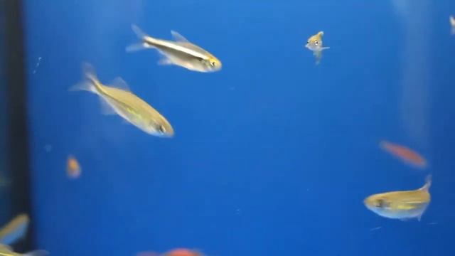 МАЛАБАРСКИЙ ДАНИО – DANIO MALABARICUS (MALABAR DANIO) смотреть онлайн