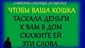 ЕСЛИ ВАШУ КОШКУ ПОПРОСИТЬ БУДЕТ ДЕНЬГИ В ДОМ НОСИТЬ!