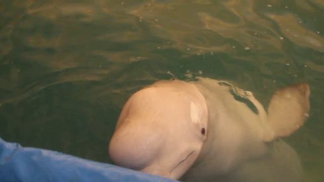 Дельфинов в Перми выпустили в просторный бассейн смотреть онлайн