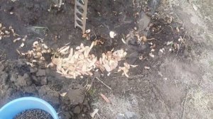 Смородина как вишня, что нужно сделать? !
