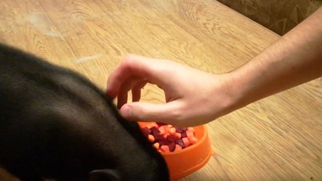 Мини Пиг в квартире - купил поросенка! Чем кормить мини пига! Как живет мини пиг дома! Как ухаживат смотреть онлайн