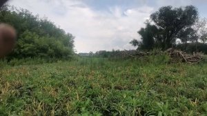 Чеснок любаша. Такого результата я не ожидал
