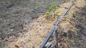 Как цветет голубика