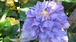 Клематис Вивьен Пеннел (clematis Vyvyann Pennel)