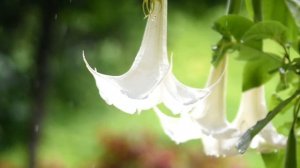 HATI-HATI DENGAN YANG CANTIK |KECUBUNG HUTAN | ANGLE TROMPET | Brugmansia suaveolens