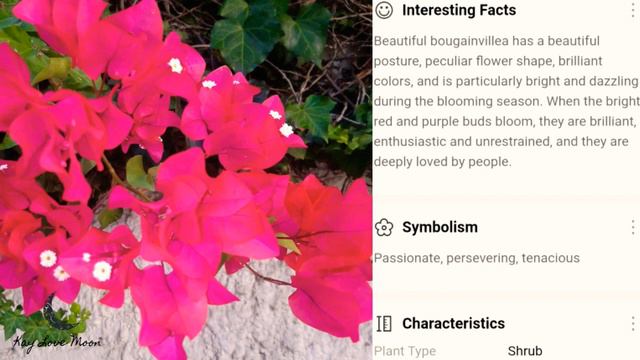 Great Brazilian Bougainvillea Beautiful flowers in our garden 🌺❤️🌺 смотреть онлайн