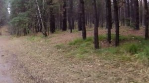 Заельцовский парк,г.Новосибирск,осень!