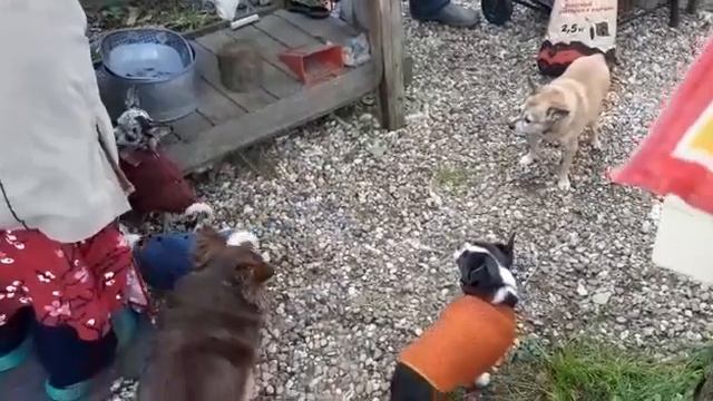 в ожидании шашлыка привет от Криса и Лютика из Москвы выпускники питомника чихуахуа Кастропуло смотреть онлайн