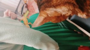 геккон и кот #эублефар