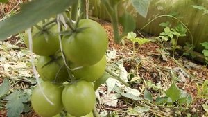 Обрезка помидор для большого урожая