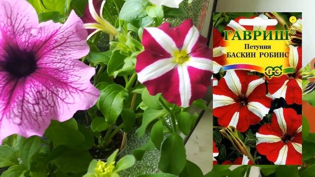 Петунья Нана снени, махровая Глория, Баскин Роббинс #петуньяНана, #петуньяГлория, #махроваяпетунья смотреть онлайн