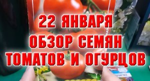22 января. Обзор семян томатов и огурцов на весну 2023 г.