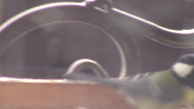 А Вы повесили кормушку для птиц? .mp4 смотреть онлайн