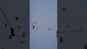 Голуби Курска