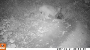 Охота рыси на барсука. Видео с фотоловушки АНО ОСДЖ в САБЗ