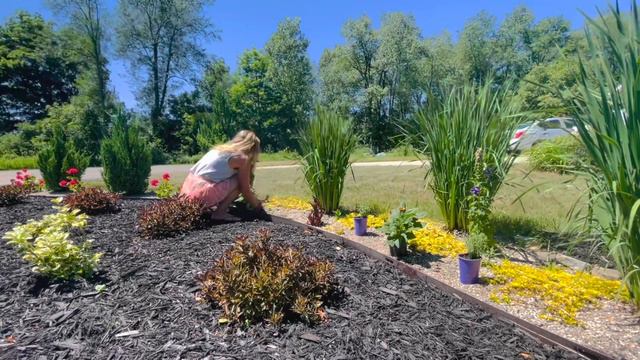 Planting free coneflower and lavender from Darwin Perennials Day! Dead heading geraniums смотреть онлайн