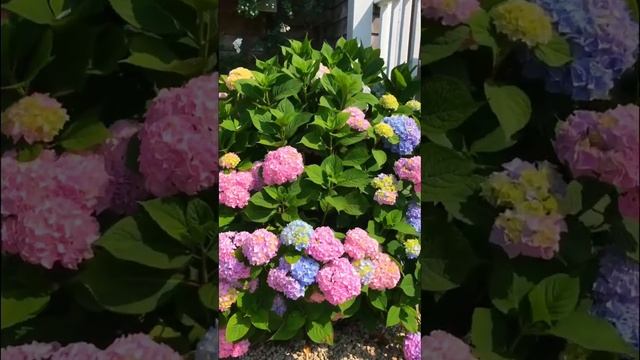 #hydrangea #гортензия #hydrangeas #сад #гортензиякрупнолистная #садгортензий #macrophylla